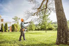 Best Tree Preservation Services  in Port Jefferson Station, NY
