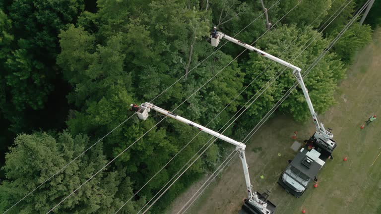Tree and Shrub Care in Port Jefferson Station, NY